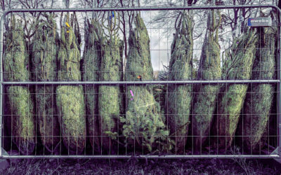 Weihnachtsbaum mit Mehrwert