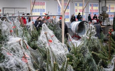 Weihnachtsbaumverkauf 2026